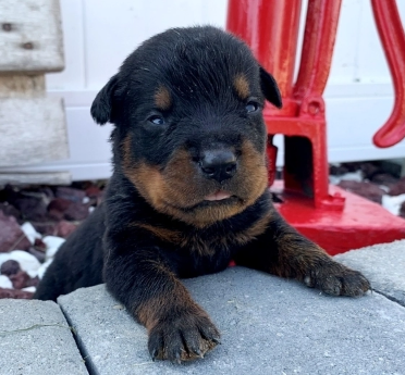 rottweiler puppy for sale
