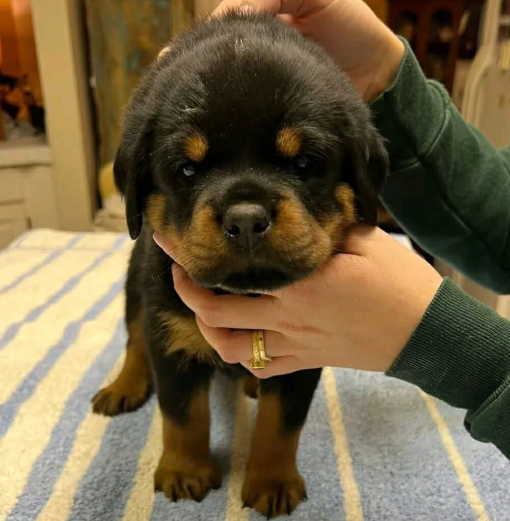 rottweiler puppies for sale
