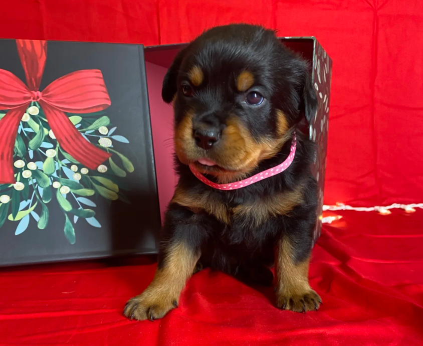 rottweiler puppies for sale