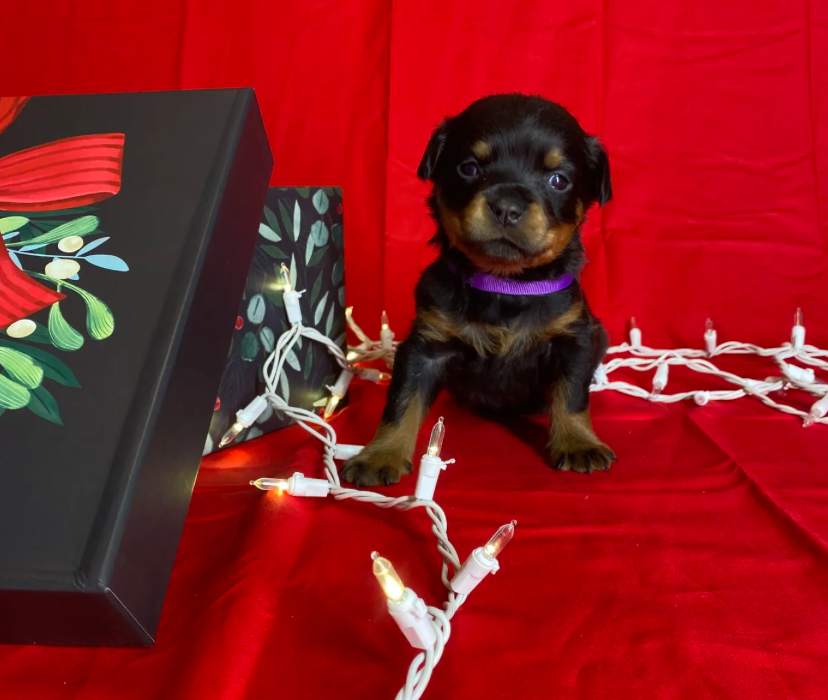 Rottweiler puppies for sale