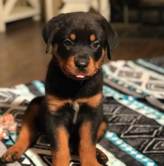 rottweiler puppy for sale