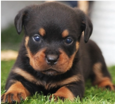 rottweiler puppies for sale